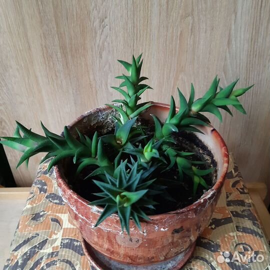 Цветок Хавортия секкулент