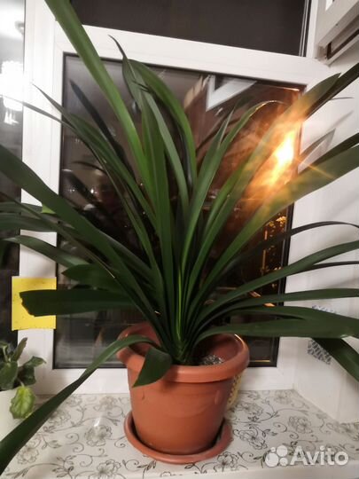 Комнатные цветы