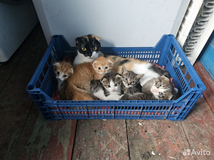 Отдам котят в добрые руки