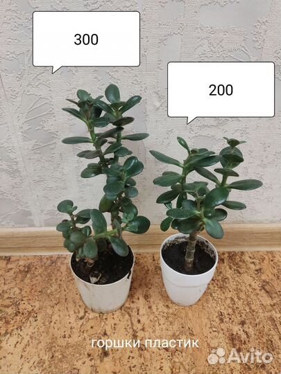 Толстянка, денежное дерево, крассула