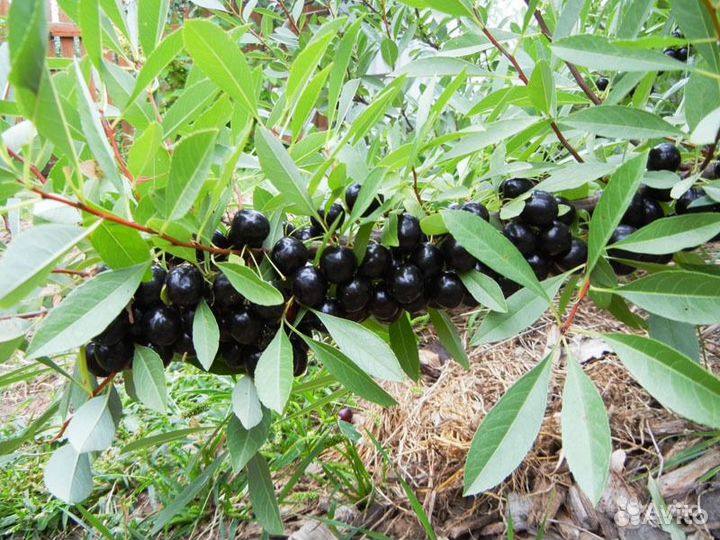 Саженцы барбариса, вишни Владимирской, Песчаной