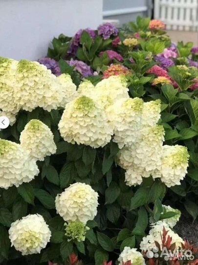 Гортензия метельчатая