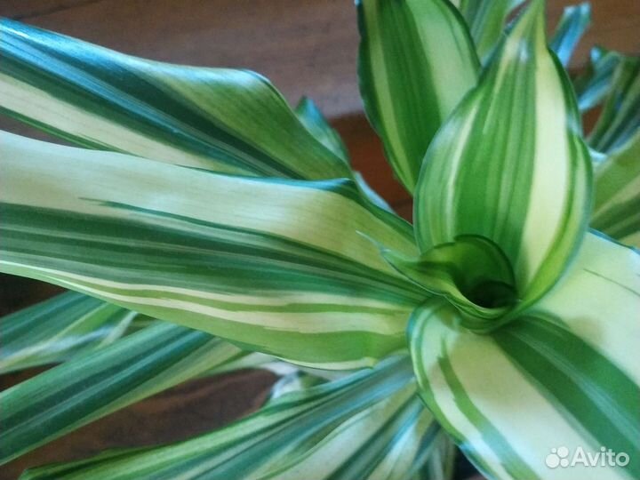 Драцена вариегатная Yellow coast