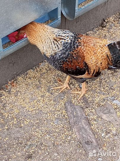 Молодые петухи