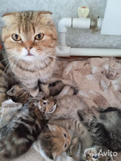 Шотландские котята