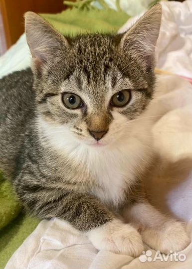 Девочка с миндалевидными глазами, котенок