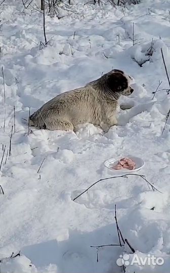 Собака в добрые руки отдам бесплатно