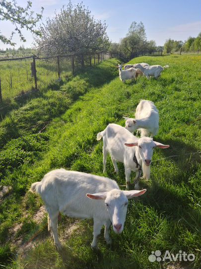 Продаются козы