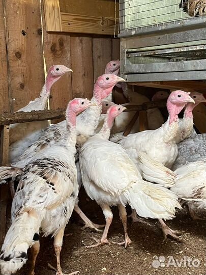 Индейка, петухи