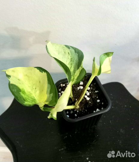 Сциндапсусы и эпипремнумы