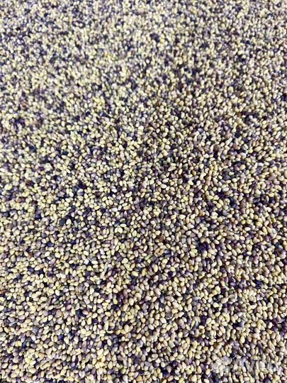 Семена Клевера