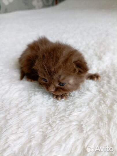 Шотландская вислоухая кошка