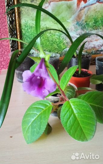 Глоксиния тидея, гиппеаструм