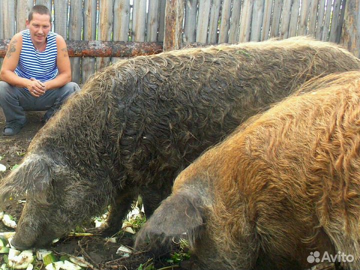 Венгерская мангалица с документами