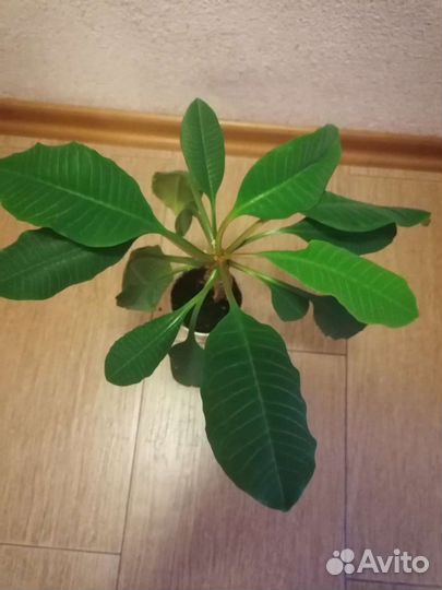 Комнатные цветы набор из 10 цветов