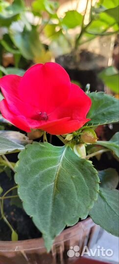 Продам цветы комнатные