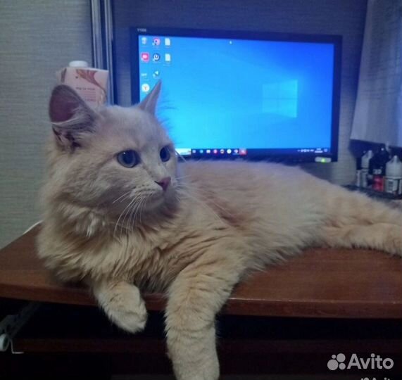 Рыжик в добрые руки