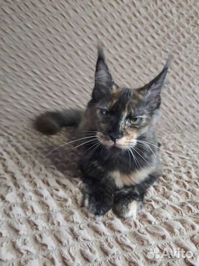 Котенок Мейн-кун