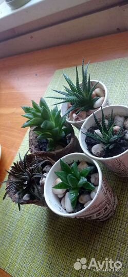 Суккуленты