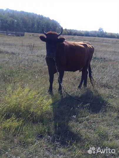 Коровы,телочка