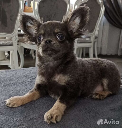 Щенки чихуахуа мальчик