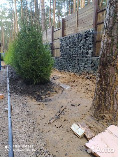 Ель / Сосна / Кедр осенняя зимняя посадка