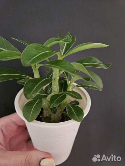 Адениум подростки