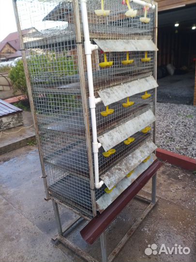Клетки для перепелов бу