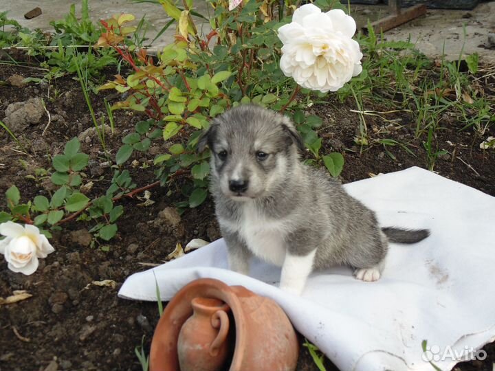 Щенки метисы в добрые руки