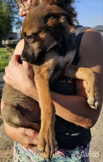 Щенки метисы