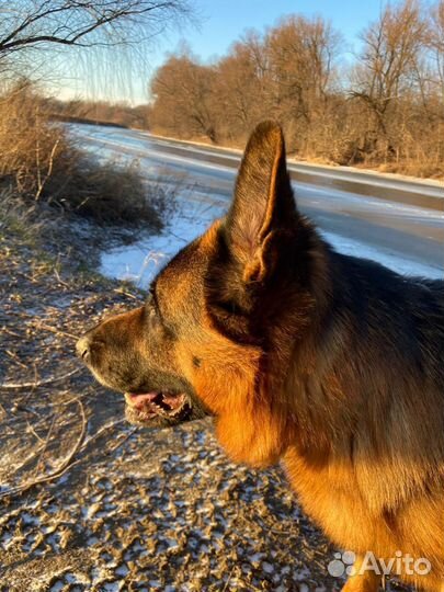 Вязка собак