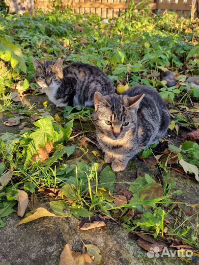 Котята в добрые руки