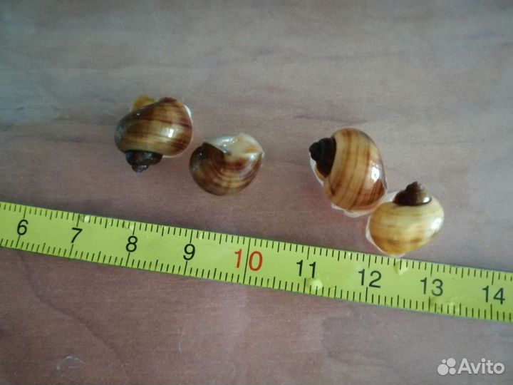 Ампулярии (улитки)