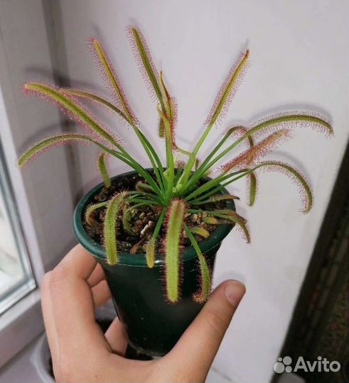 Росянки в ассортименте