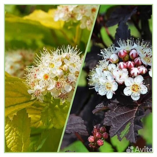 Пузыреплодник