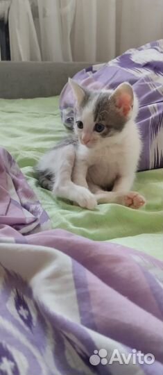 Отлов кошек