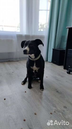 Стаффордширский терьер