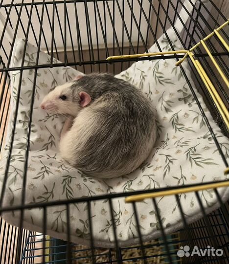 Гамачки для крыс