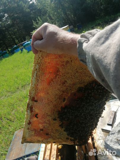 Мед цветочный майский, белая акация