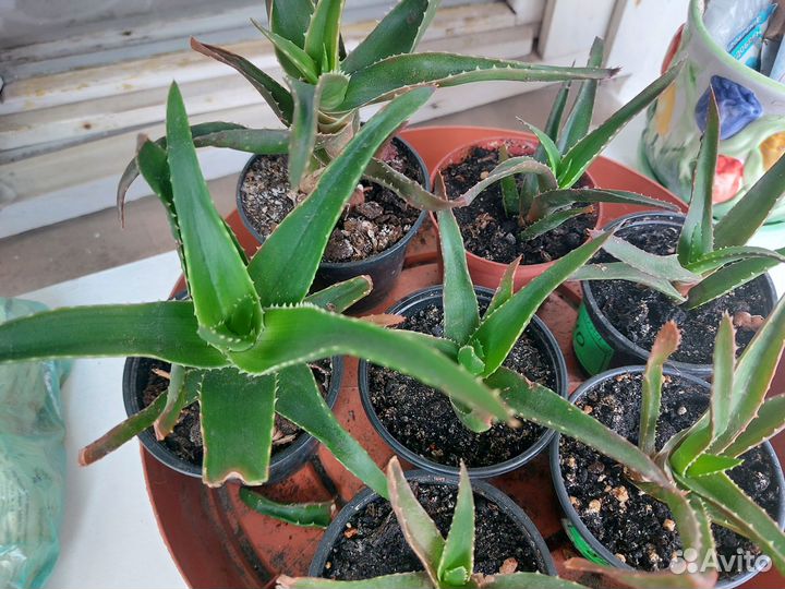 Алое вера лечебное