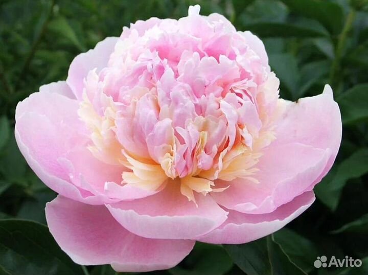 Пионы клубни Энджел Чикс