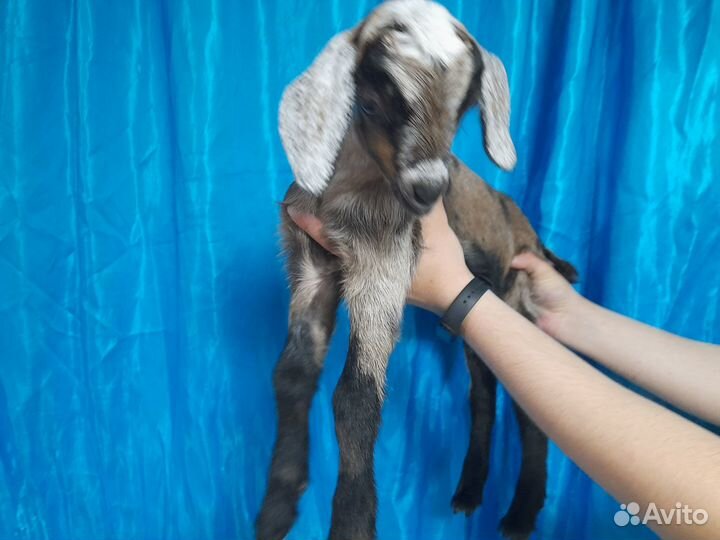 Нубийские козлята