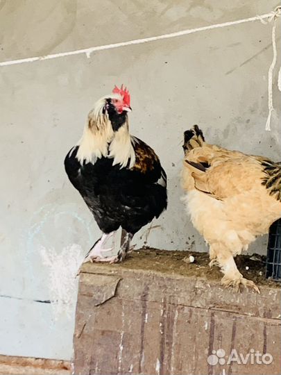 Петухи