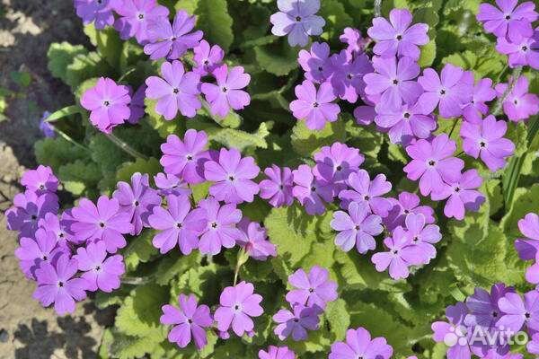 Примула (первоцвет)