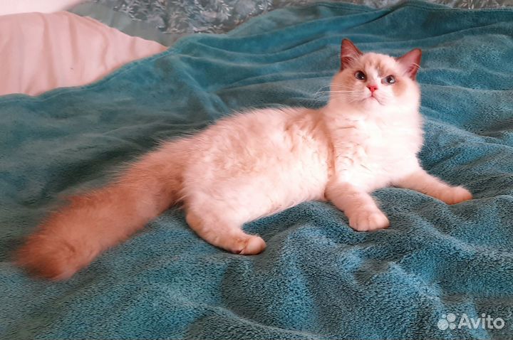 Котята Рэгдолл