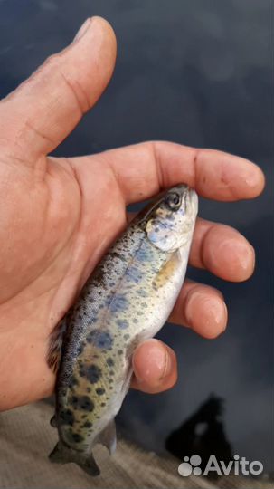 Малёк форели