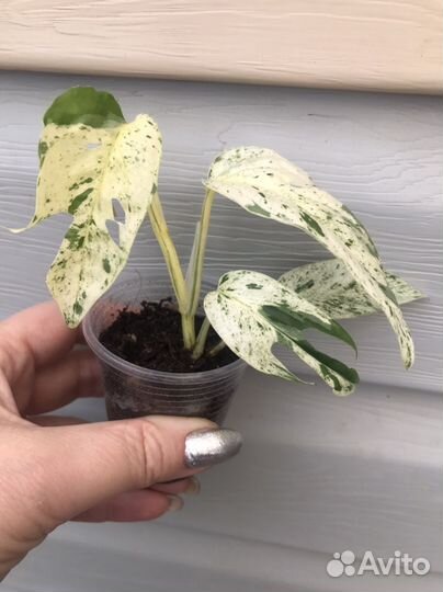 Ароидные растения