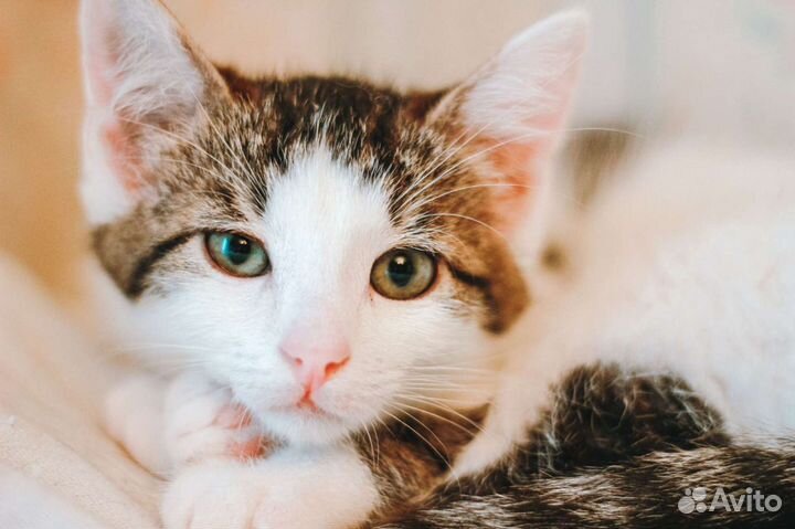 Котята трёхцветка от шотландки мамы