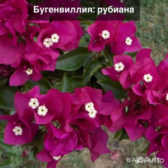 Бугенвиллея саженец