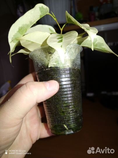 Фикус де гантель